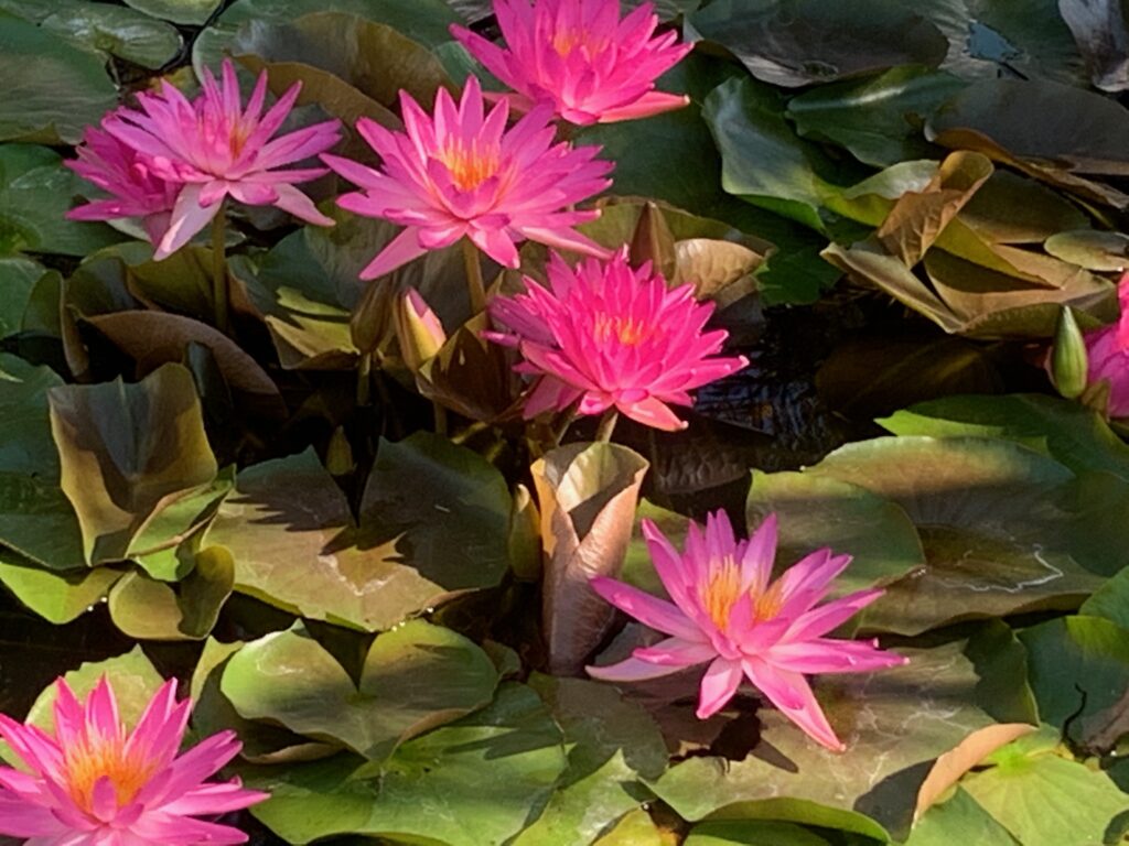 Bright pink water lilies blooming among green lily pads.